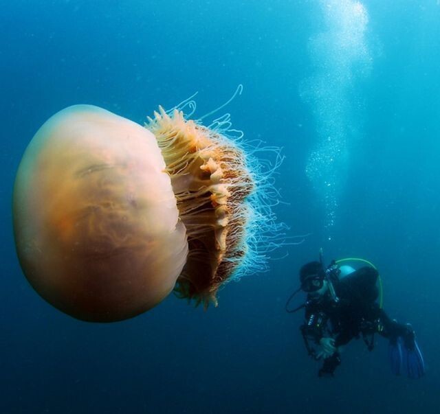 7. Эти 200-килограмовые медузы заполонили воды у берегов Японии