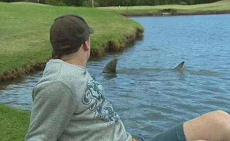 13. А эти акулы после наводнения в Австралии оказались прямо на поле для гольфа