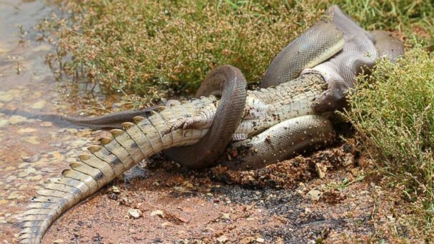 18. Австралийские будни: питон пожирает крокодила