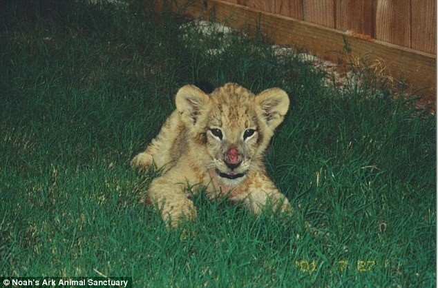 Умер лев Лео друживший и живший 15 лет с друзьями медведем и тигром