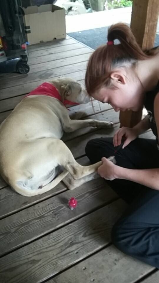 Хозяйка устроила праздник для собаки в последний день ее жизни