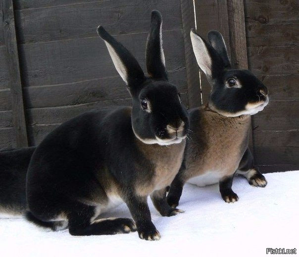 Черно-бурые кролики