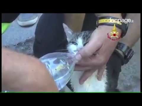 Итальянская кошка после землетрясения провела пять дней под завалами и выжила 