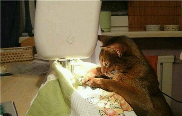 17 самых хозяйственных котов  