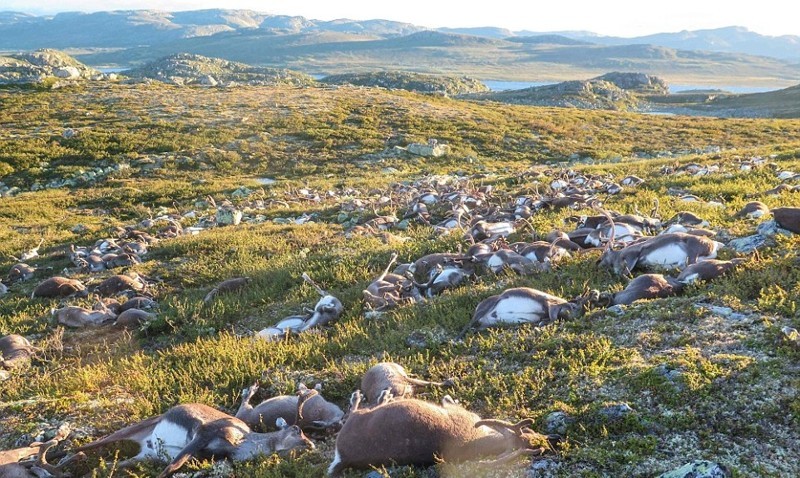 В Норвегии от одного удара молнии погибло больше 300 оленей: душераздирающие фото