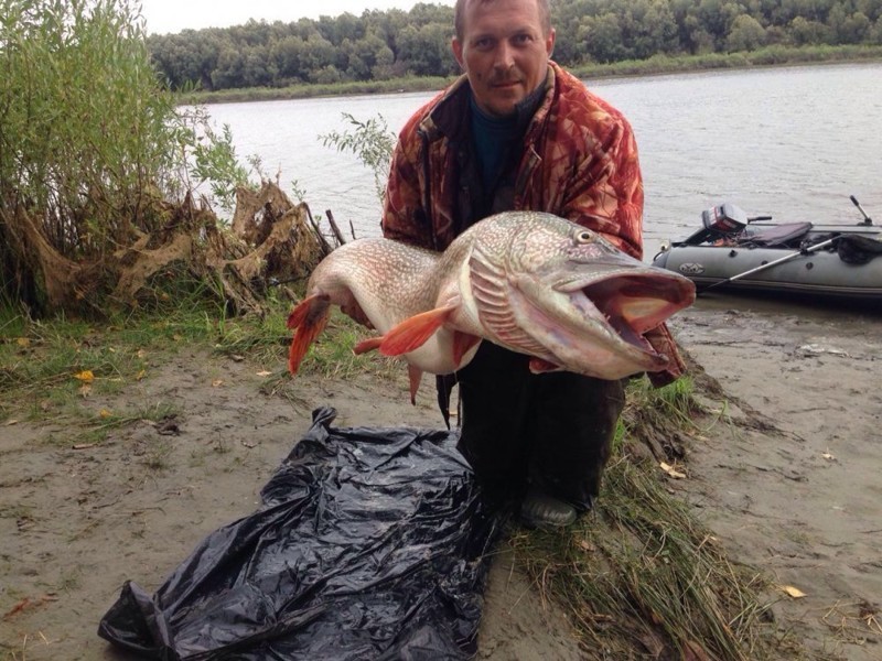 ​Новосибирский рыбак поймал щуку длиной с человека 