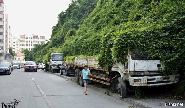 Эти грузовики в китайской провинции Хубэй припаркованы на тротуаре так давно,...