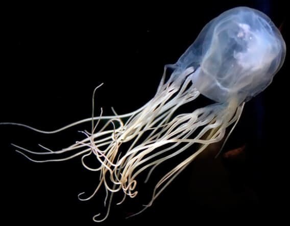 Кубовидные медузы