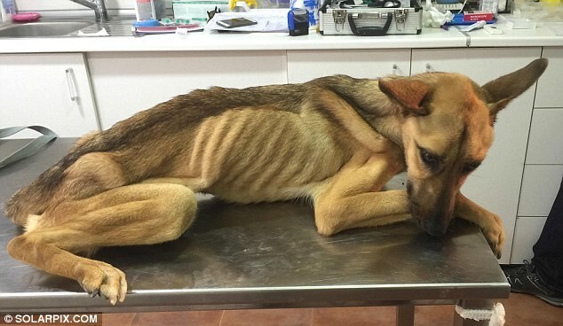 На грани смерти: невероятное восстановление истощённой собаки, которая даже не могла стоять