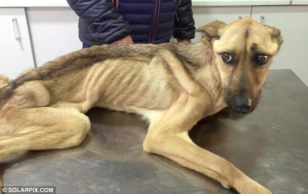 На грани смерти: невероятное восстановление истощённой собаки, которая даже не могла стоять