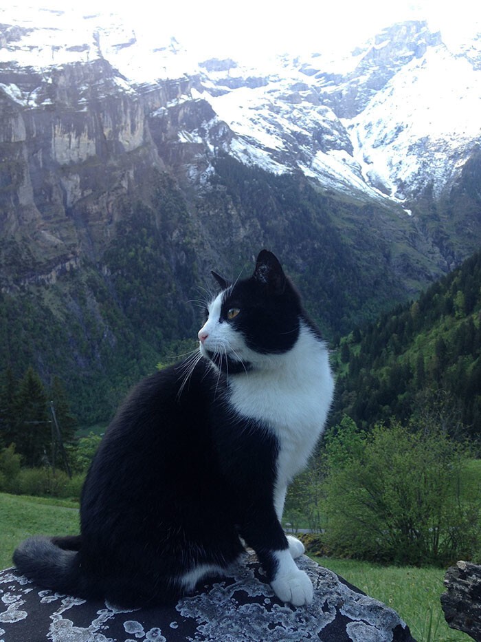 Кошка спасла заблудившегося в горах Швейцарии путешественника