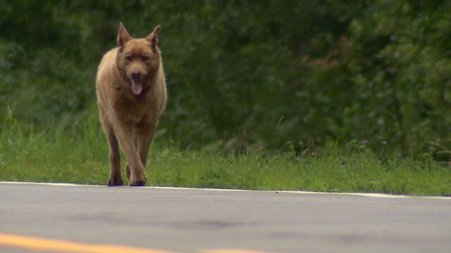 Каждый день эта старая собака проходит 6 километров, чтобы поздороваться с людьми