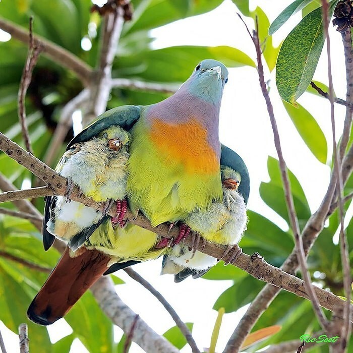 Птицы, которые заботятся о своём потомстве