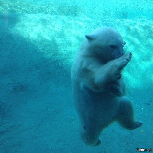 Белый медведь-ниндзя во льдах