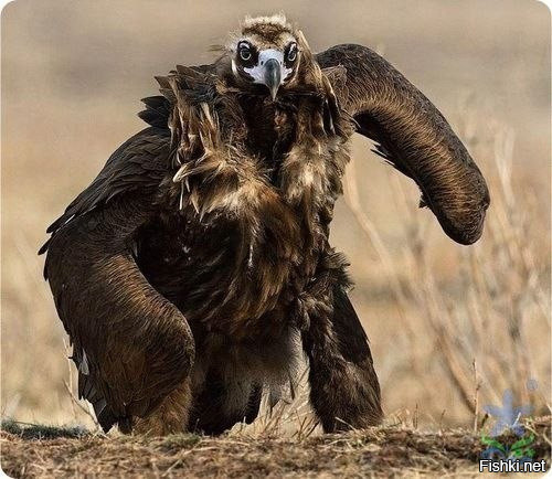 Суровый Дагестанский Орел