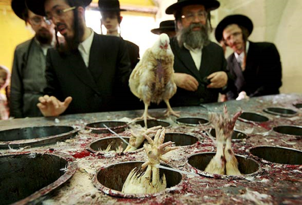 Евреям запретят резать петухов
