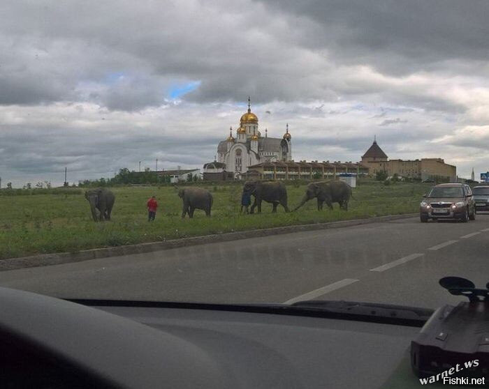 Россия - родина слонов
