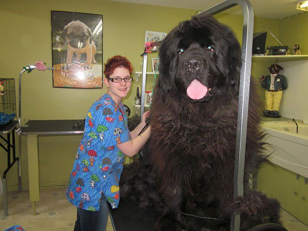 Размер имеет значение: эти огромные собаки уверены, что они ручные