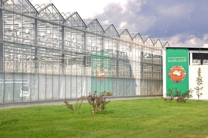 2. В Татарстане на тепличном комбинате «Майский» запущен новый блок по выращиванию помидоров 