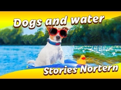 Собаки любят воду и любят, отдыхать там где есть вода. 