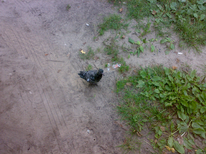 Вчера, впервые в жизни, увидел на улице птенца голубя