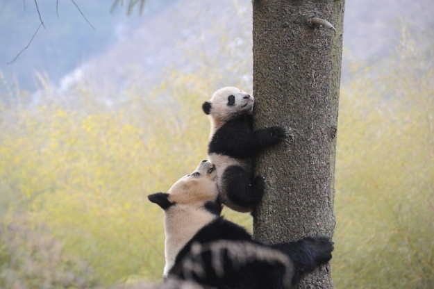 Отличные новости: гигантские панды будут жить!