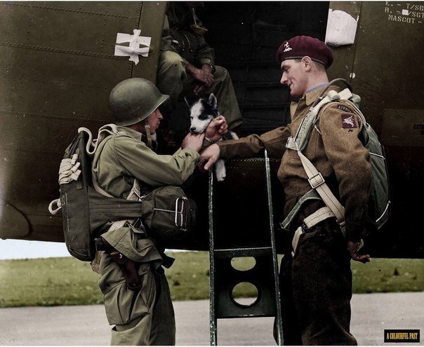 Щенок, спасенный солдатом 2-го батальона 503-й парашютно-пехотной дивизии США, Исландия, 1944 год  