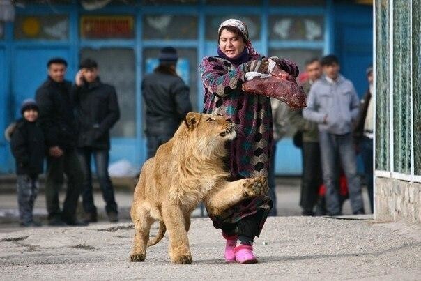 Полуторагодовалый лев просит мясо у сотрудницы зоопарка в Душанбе. 