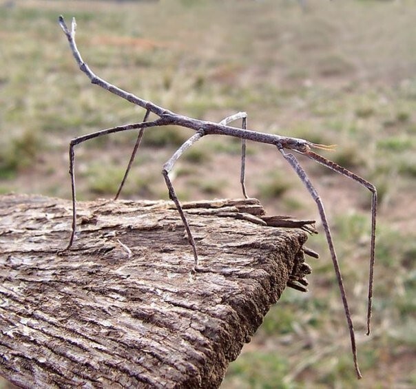 Палочник Phobaeticus chani. Насекомое притворяется веточкой, самое длинное насекомое планеты.