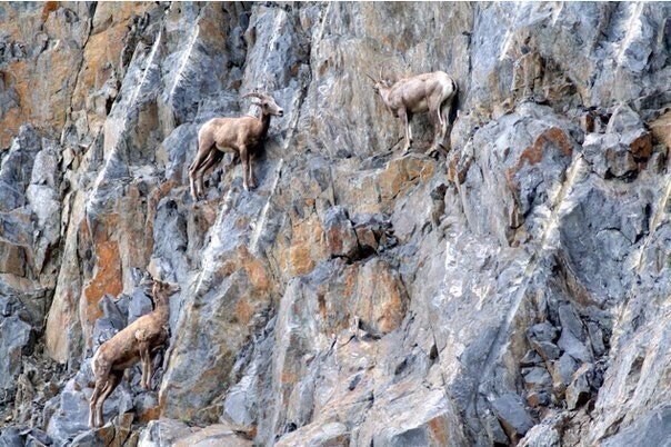 Вы, вообще, когда-нибудь задумывались о горных козлах? Как, как они это делают?