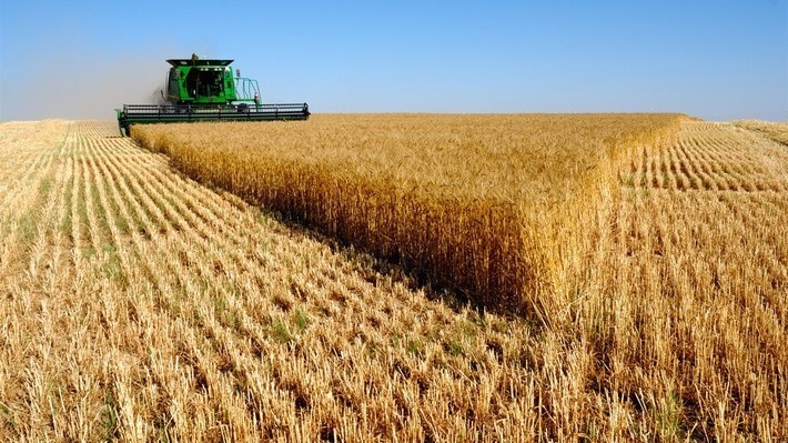 17. На 17% повысилась за год урожайность зерновых в Белгородской области