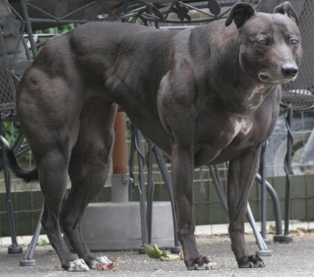 Большая Венди (Big Wendy) - самая мускулистая собака в мире