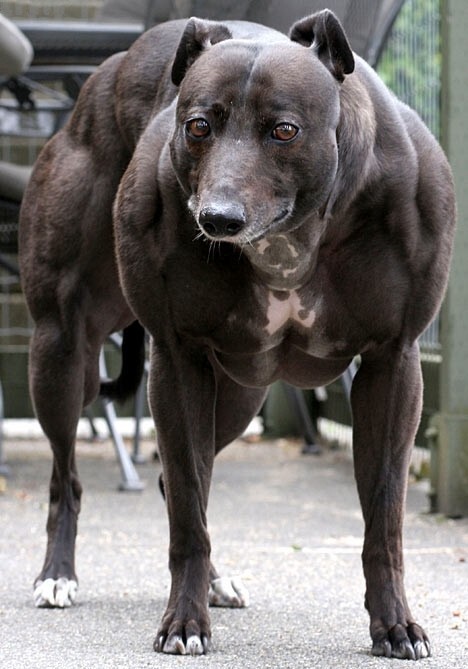 Большая Венди (Big Wendy) - самая мускулистая собака в мире