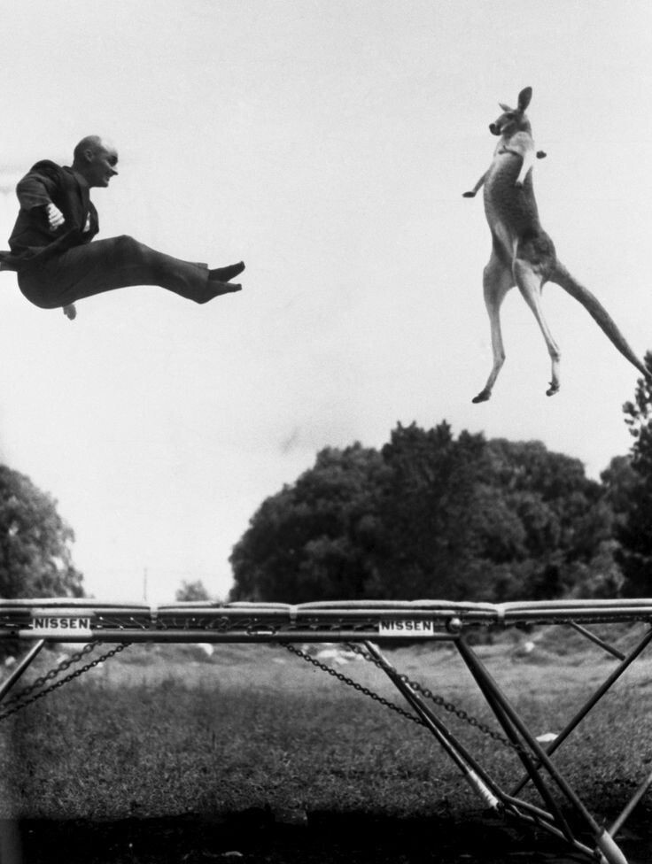 Изобретатель батута Джордж Ниссен прыгает на своем детище с кенгуру. США, 1960 год  