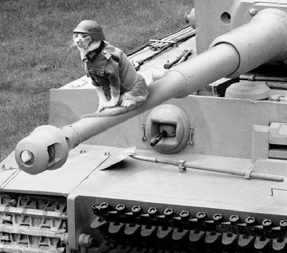 Тигр на тигре: Кот на танке "Тигр I", Вторая мировая  
