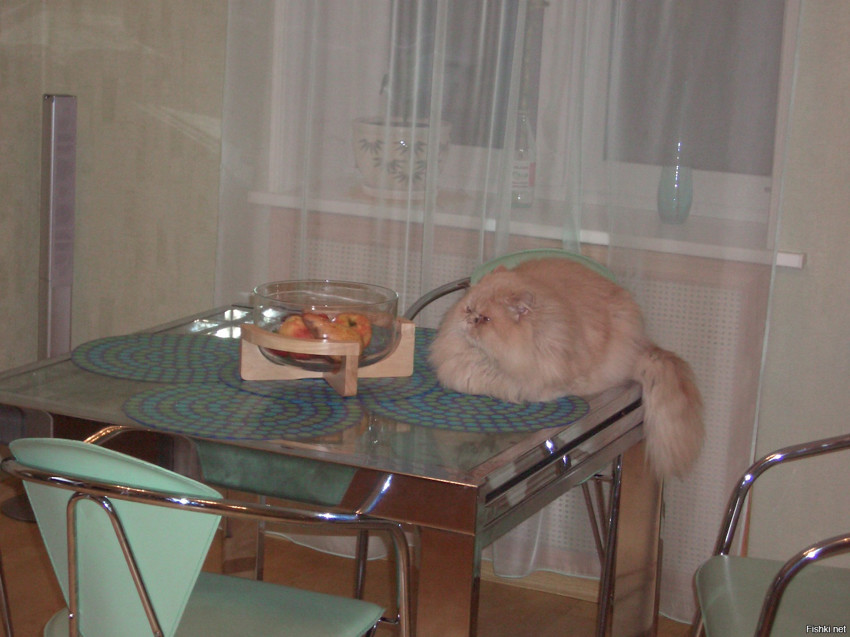 Из солянки