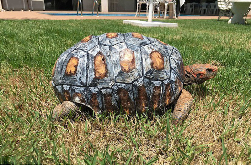 Травмированная черепаха получила первый в мире панцирь, напечатанный на 3D-принтере