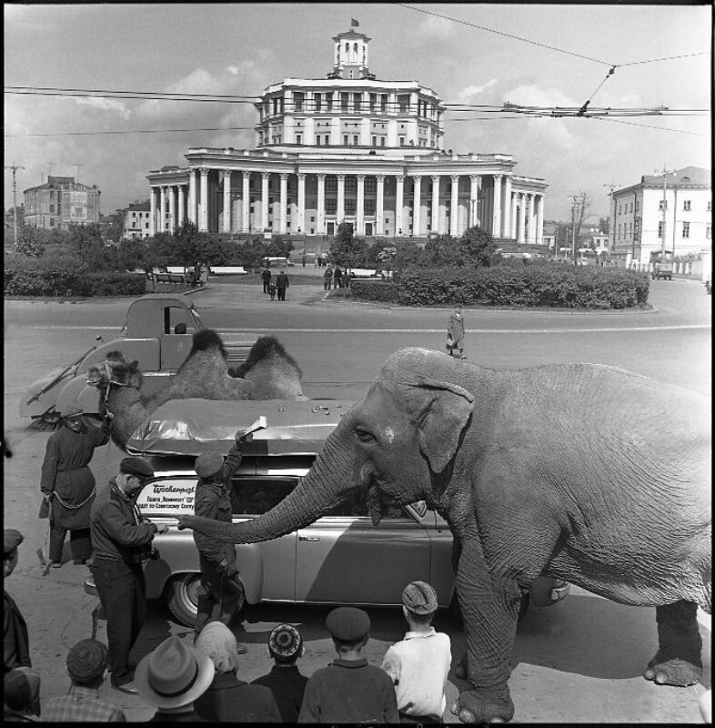 «Москва», конец 1950-х.