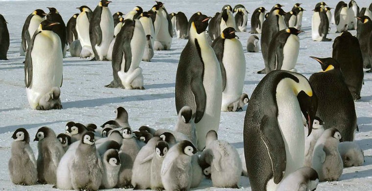 Собственно-Императорские пингвины.