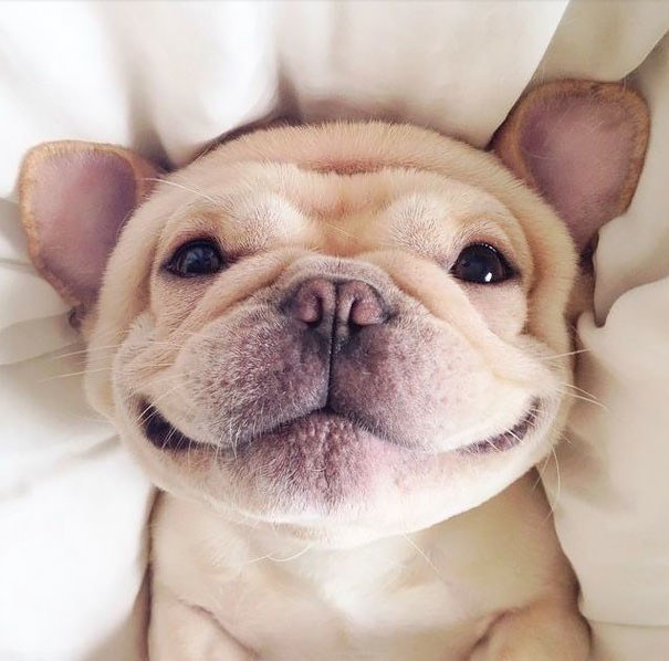 25 улыбающихся животных, которым хочется улыбнуться в ответ