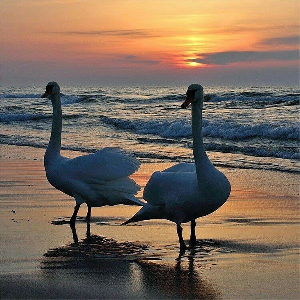 Лебеди в закате солнца