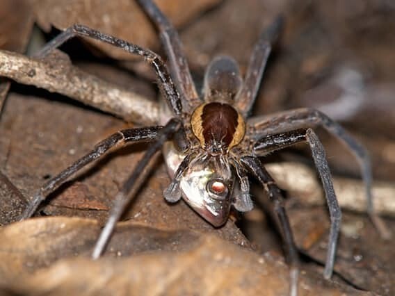 Прежде, чем съесть, пауки превращают добычу в жидкий субстрат