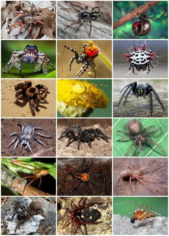 На Земле существует около 45 тысяч видов пауков