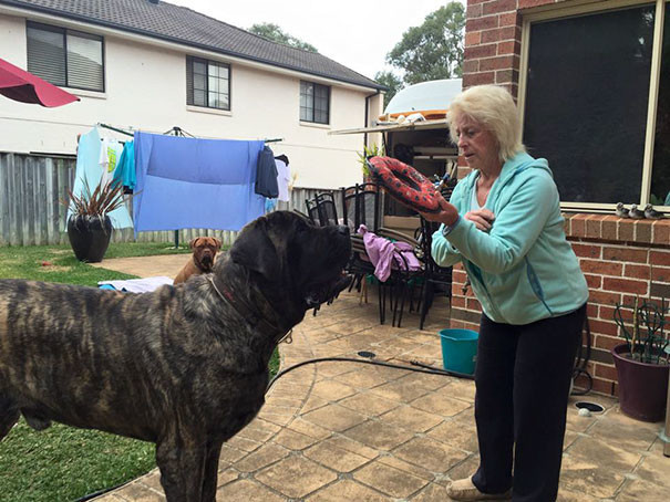 Самая крупная собачка Австралии не осознает свой вес и обрушивает на хозяина все 113 кг своей любви