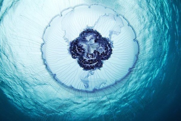 Самая длинная медуза, измеренная человеком, составляла в длину почти 50 метров - половину длины футбольного поля