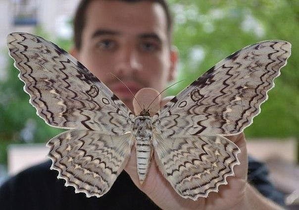 Самая большая ночная бабочка в мире — Совка агриппина.  Размах крыльев 28 см.