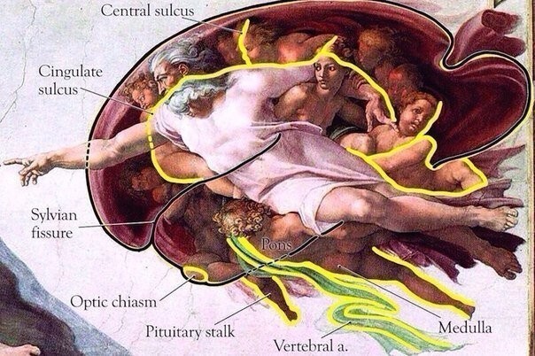 Есть версия, что Микеланджело, изобразил Бога внутри человеческого мозга – как порождение человеческой фантазии.