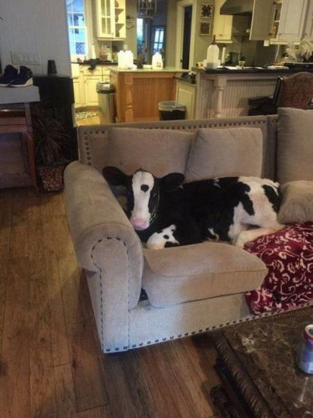 Коровка на диване 