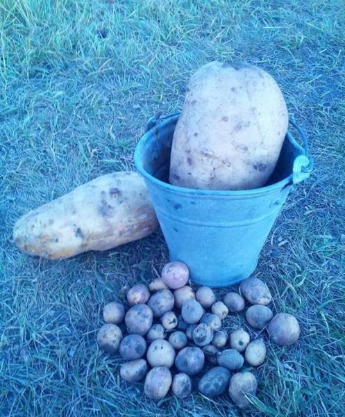 Вот это картошка