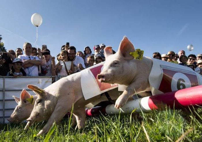 Даже свиньи участвуют в бегах с препятствиями 